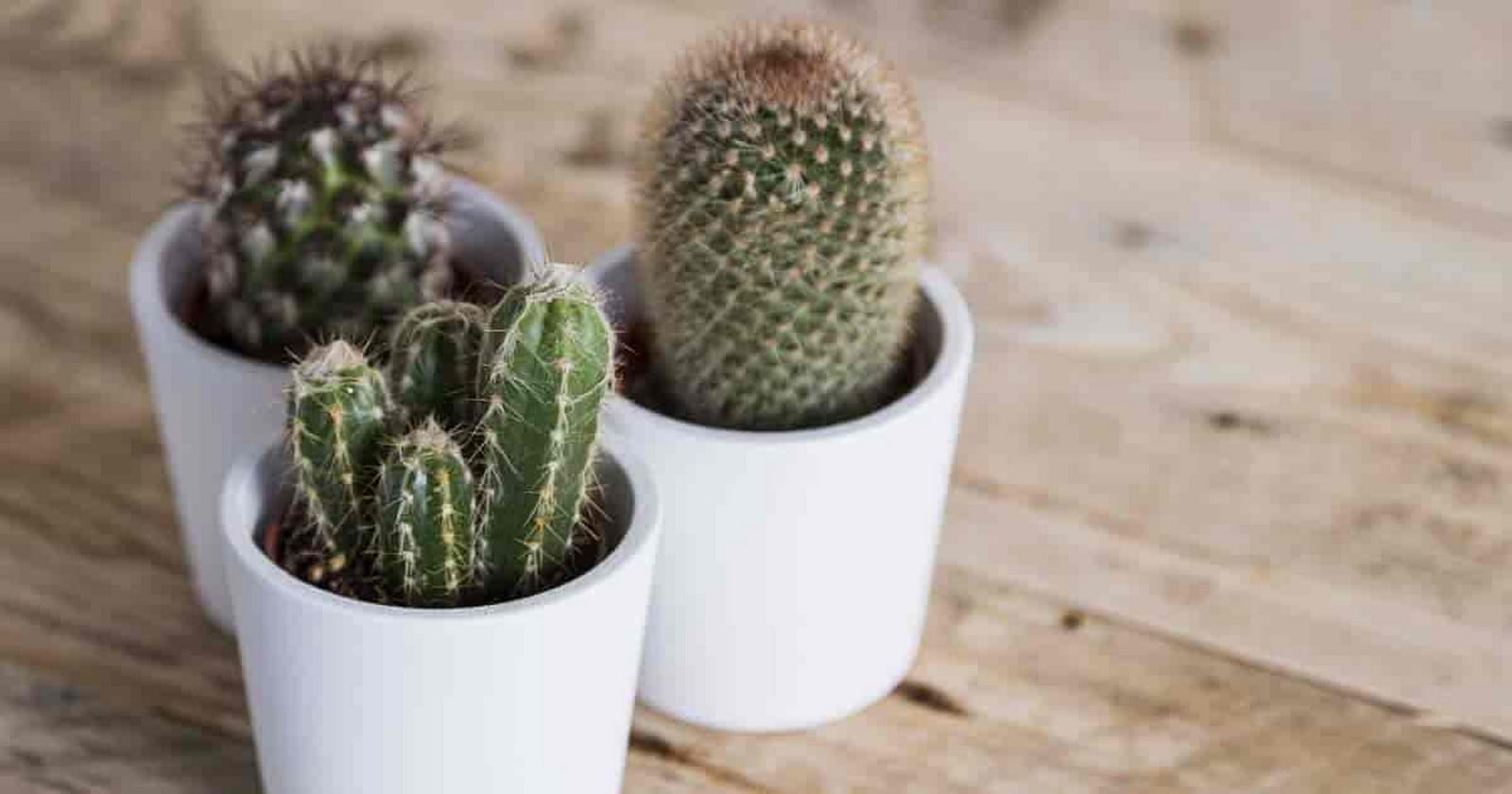 11 Plants for your workstations Sheet3