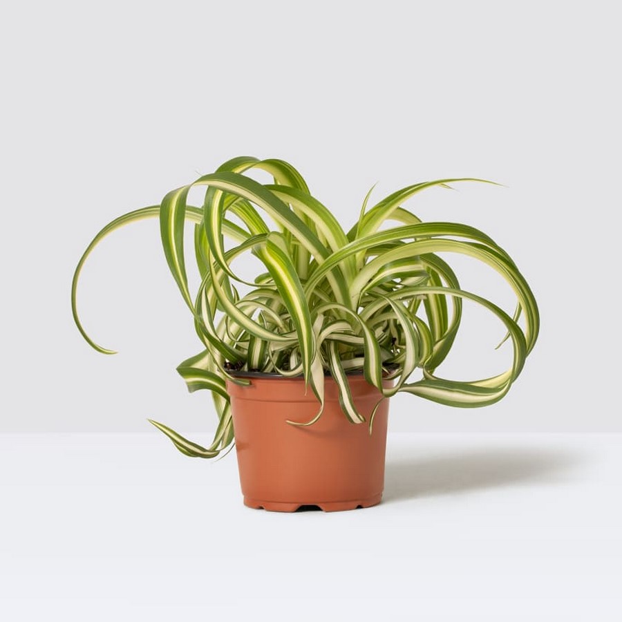 11 Plants for your workstations Sheet4