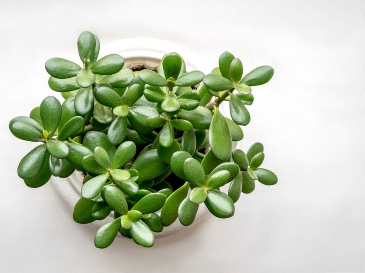 11 Plants for your workstations Sheet6