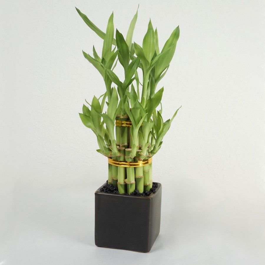 11 Plants for your workstations Sheet7