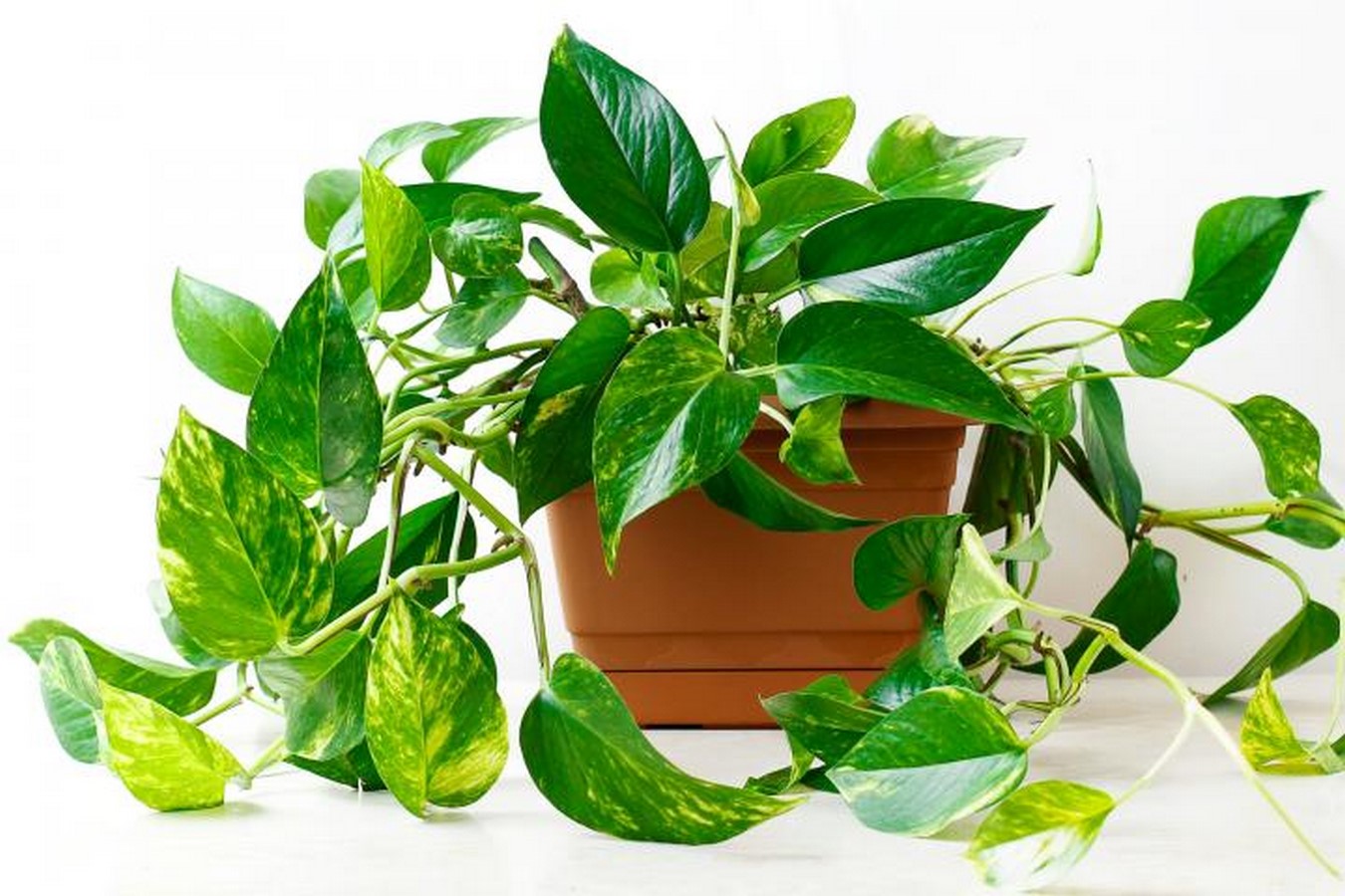 11 Plants for your workstations Sheet8