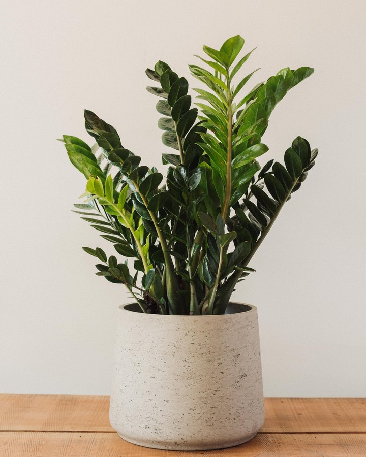 11 Plants for your workstations Sheet9