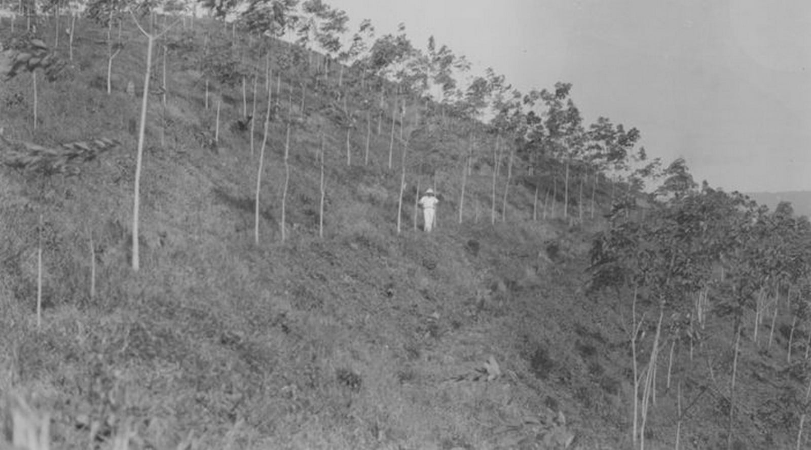 Lost In Time: Fordlandia, Brazil - Sheet3
