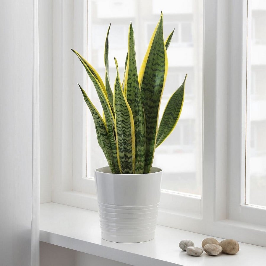 https://www.swansonsnursery.com/blog/snake-plant