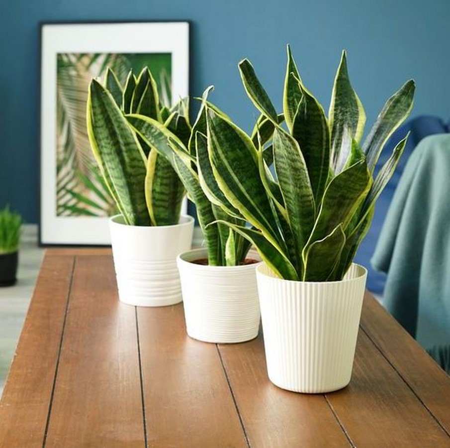 https://www.thepioneerwoman.com/home-lifestyle/gardening/a32633209/snake-plant-care/