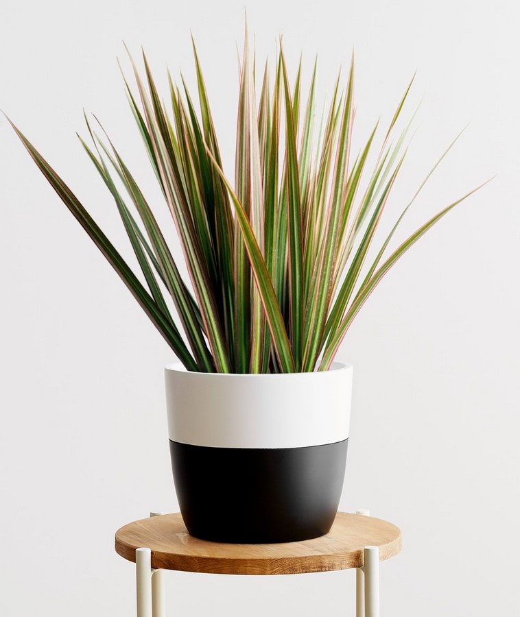 10 interior plants for your Interiors - Sheet3