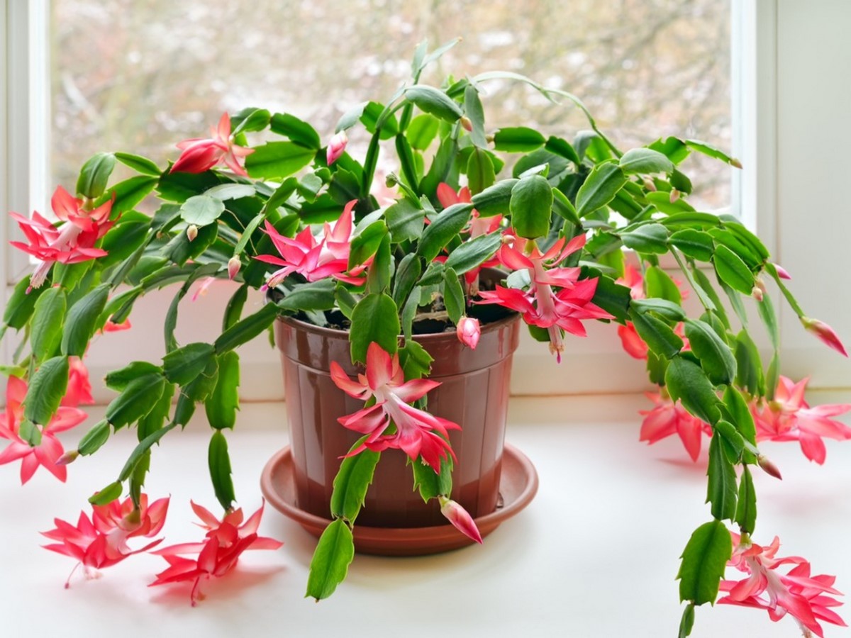 10 interior plants for your Interiors - Sheet10