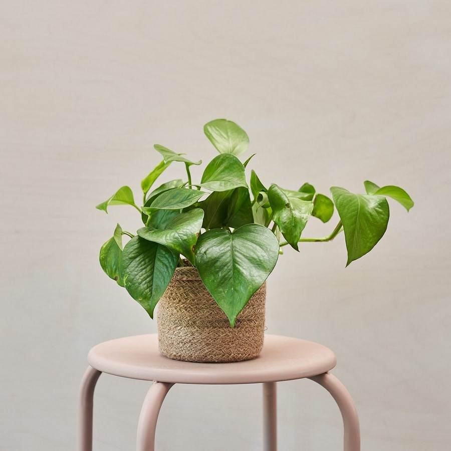 10 interior plants for your Interiors - Sheet11