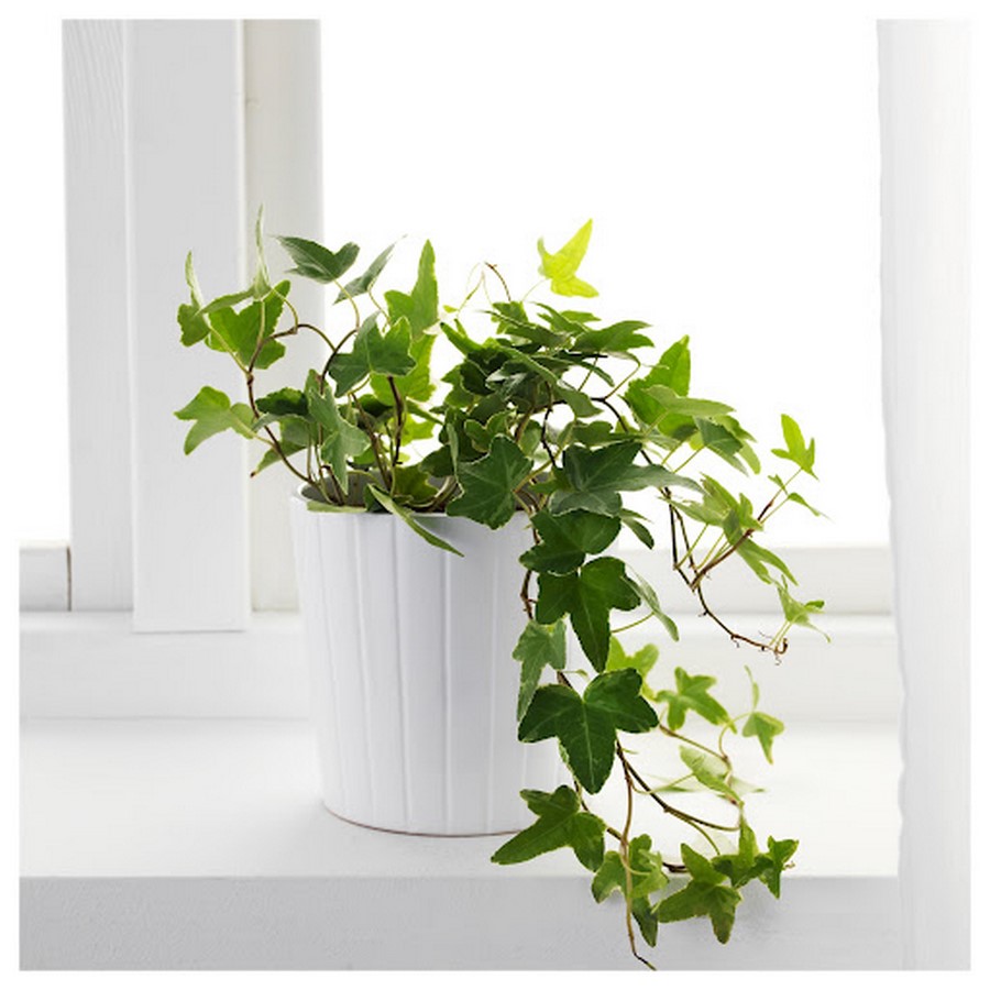 http://mygardenforest.com/best-indoor-air-purifying-plants-recommended-by-nasa-english-ivy/