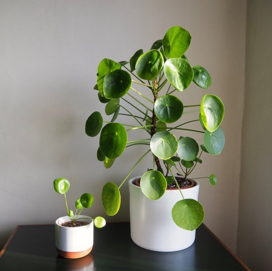 https://houseplanthouse.com/tag/chinese-money-plant/
