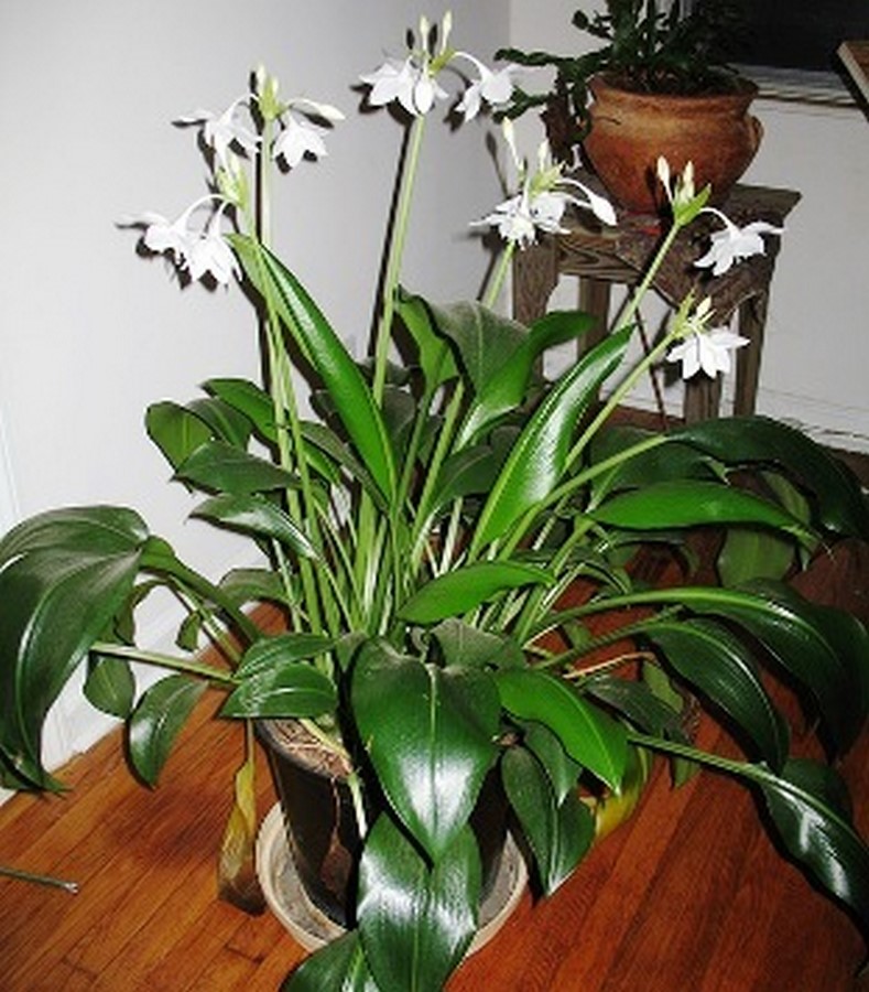 https://wiki.nurserylive.com/t/the-indoor-specialist-the-beautiful-eucharis-lily/374