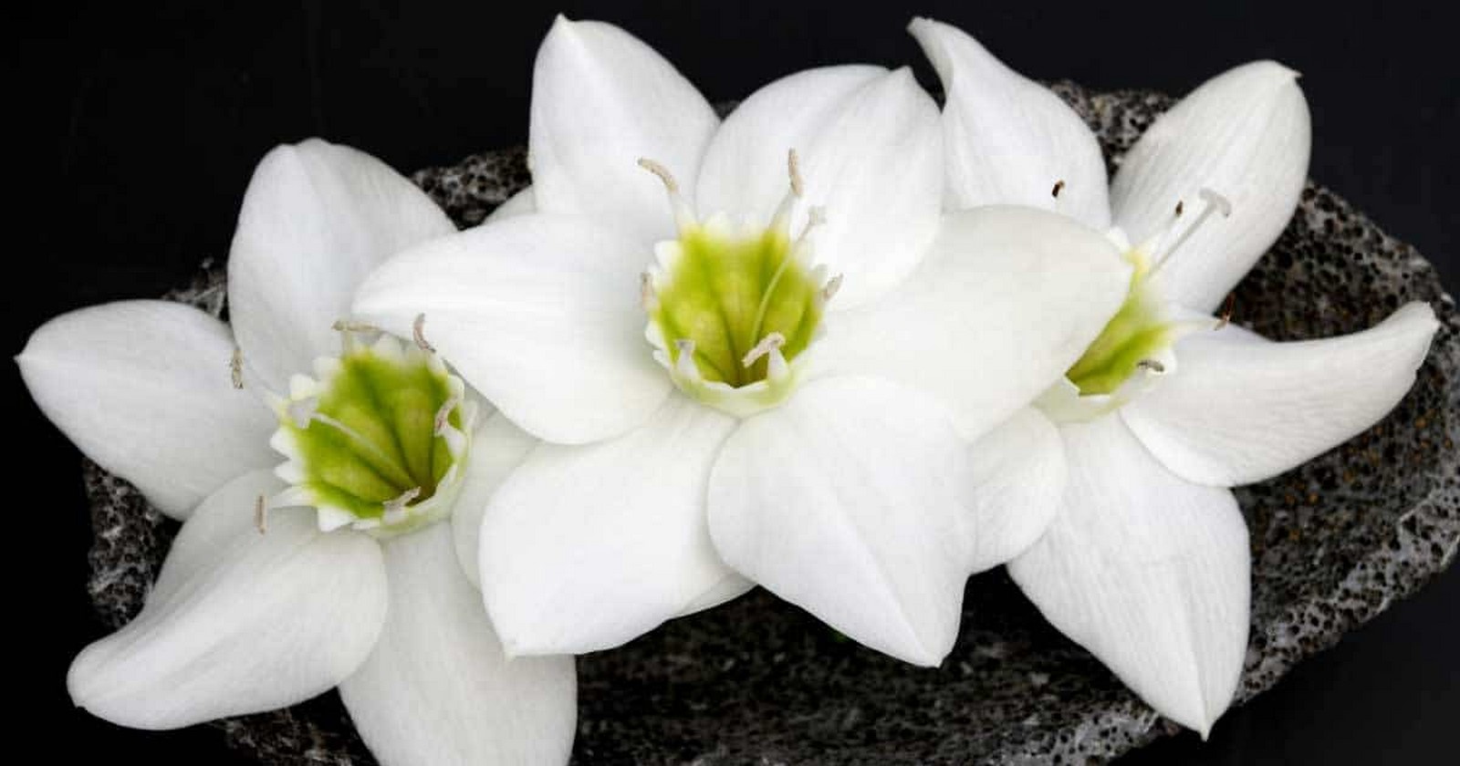 https://wiki.nurserylive.com/t/the-indoor-specialist-the-beautiful-eucharis-lily/374