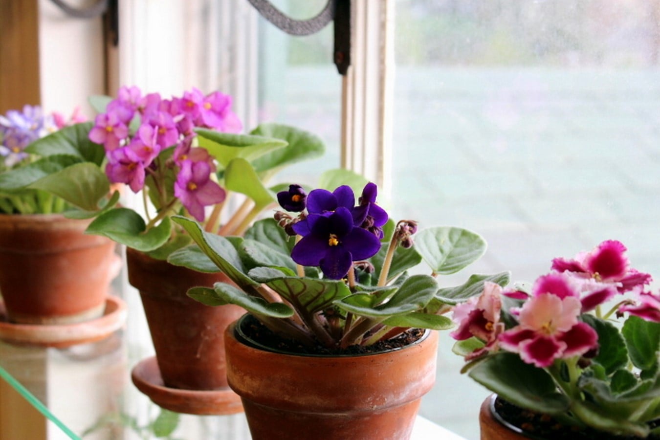 https://www.agardenforthehouse.com/my-african-violet-growing-guide/