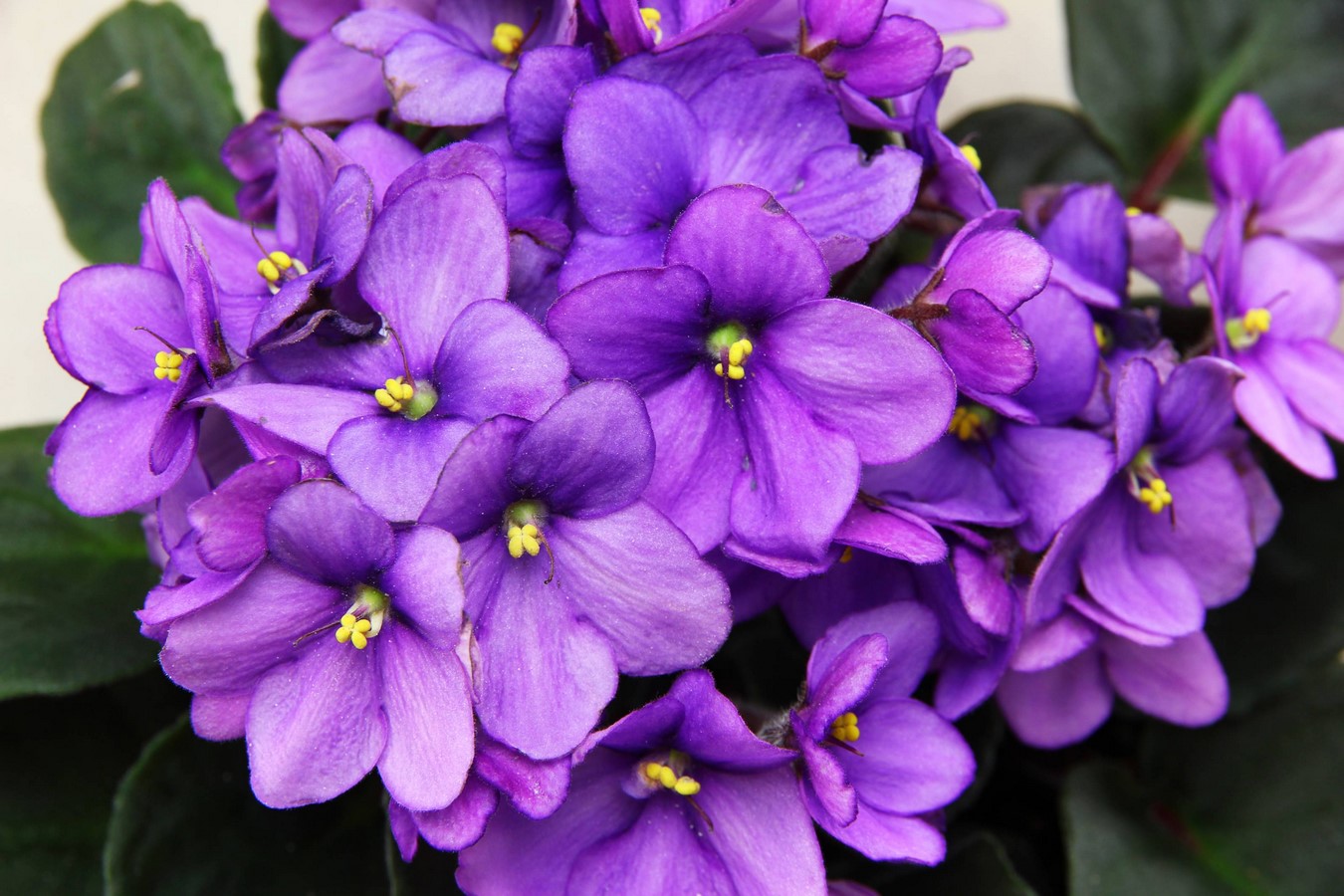 10 interior plants for your Interiors - Sheet4