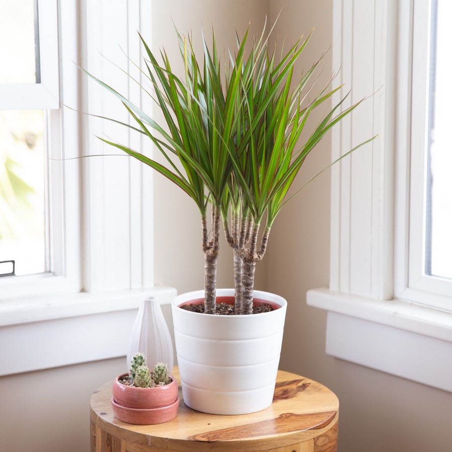 10 interior plants for your Interiors - Sheet6