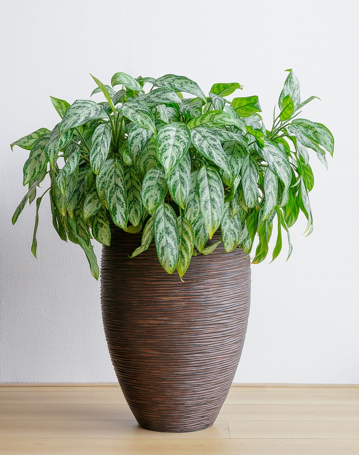 10 interior plants for your Interiors - Sheet7
