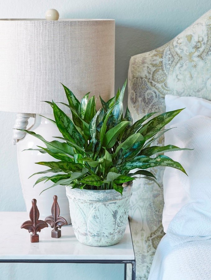 10 interior plants for your Interiors - Sheet8