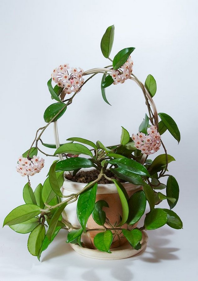 10 interior plants for your Interiors - Sheet9
