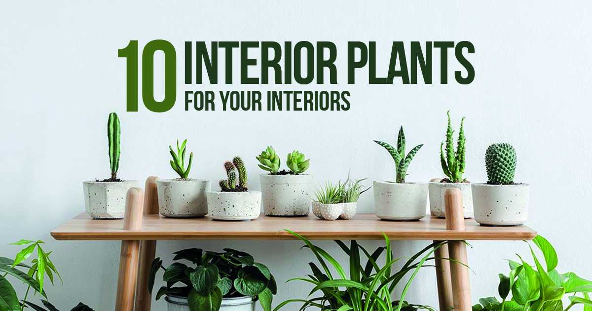 10 interior plants for your Interiors - RTF | Rethinking The Future
