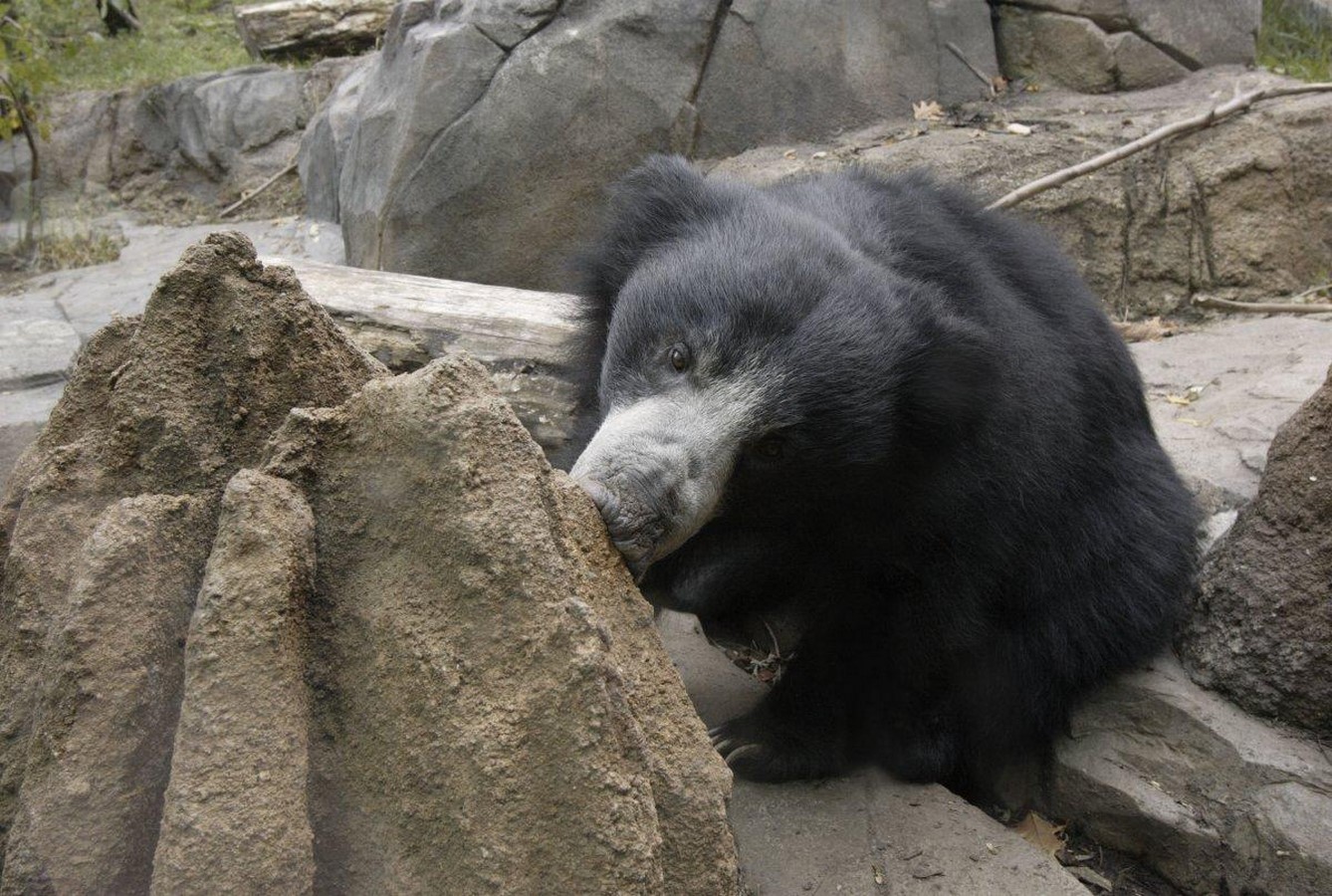 10 things to remember when designing a Zoo - Sheet14