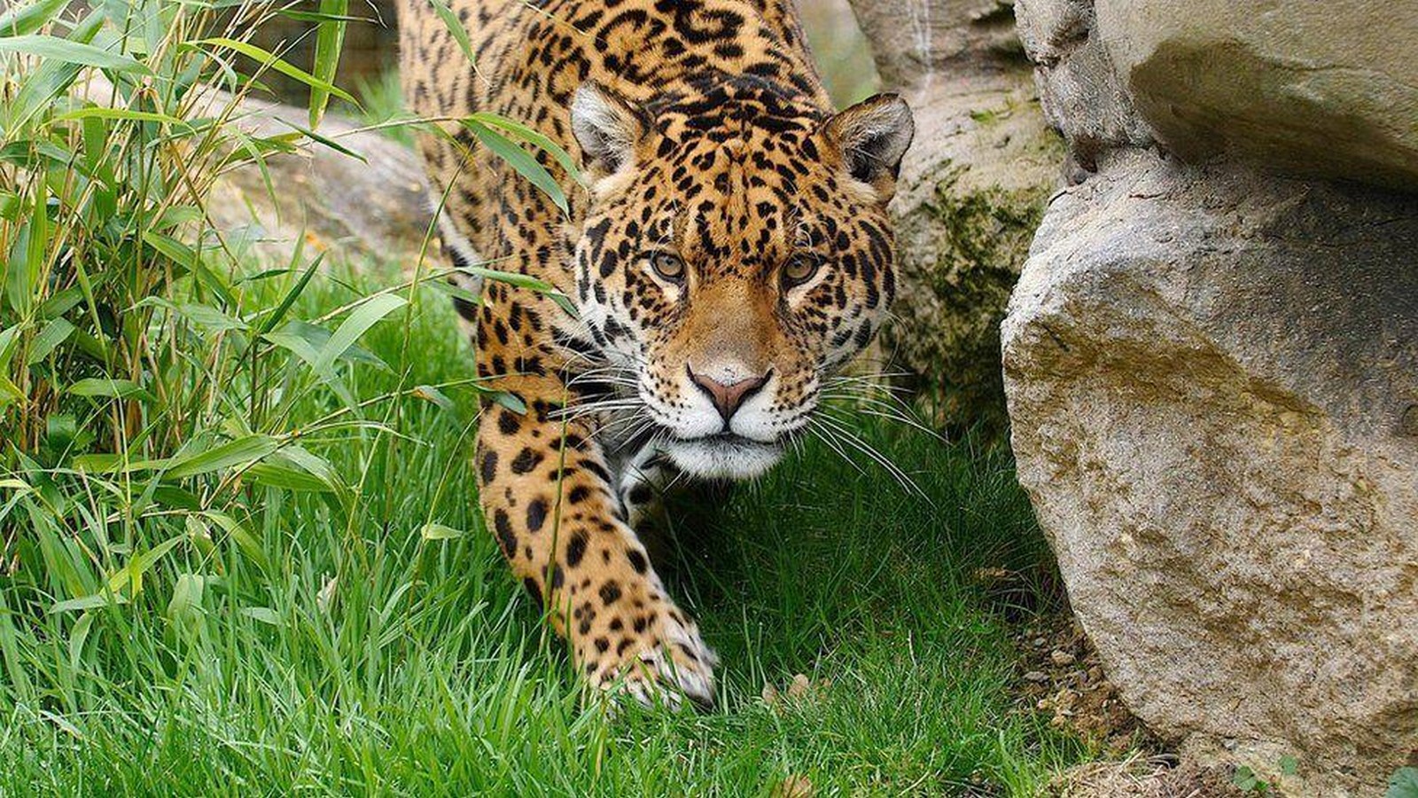 10 things to remember when designing a Zoo - Sheet6