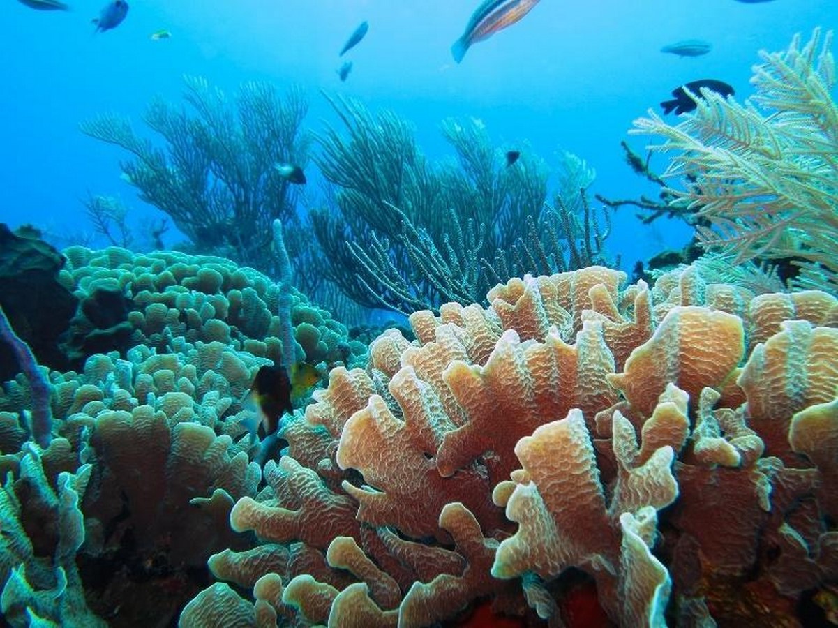 How can we help save our Oceans? - Sheet1