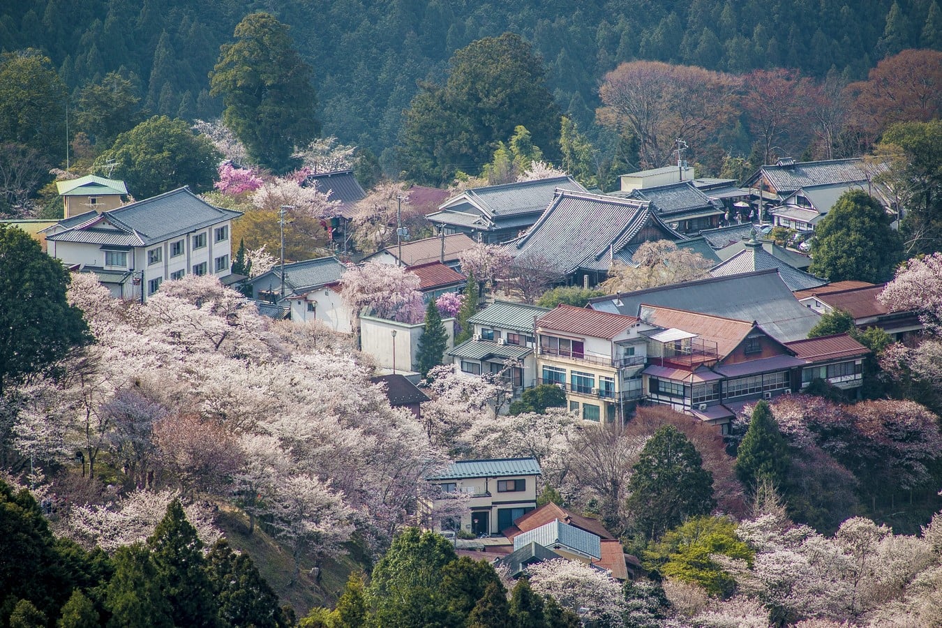 Architecture of Cities: Nara- The Historic City of Japan - Sheet1