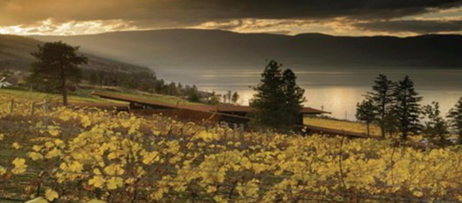 Martin’s Lane Winery by Olson Kundig: A Gravity- flow Winery - Sheet1
