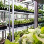The Greenhouse by MOSS - Sheet1
