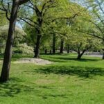 Seneca Village: Under the New York Central Park - Sheet5