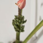 California Minimalism By Sarah Barnard Design - Sheet4