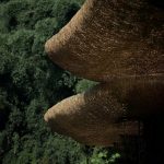 Evolution of Bamboo in architecture through 14 structures - Sheet8