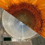 Is biomimicry essential for architects? - Sheet1