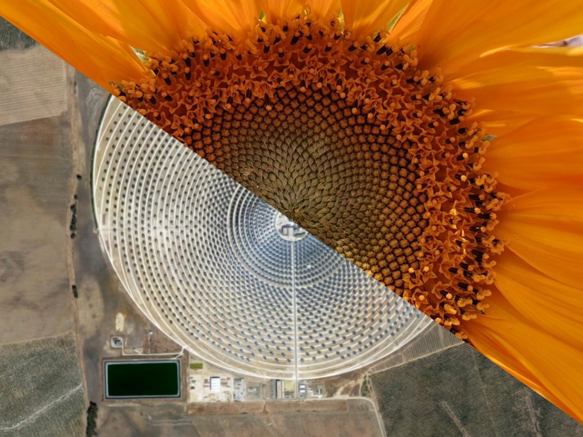 Is biomimicry essential for architects? - Sheet1