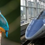How is biomimicry different from biophilia? - Sheet4