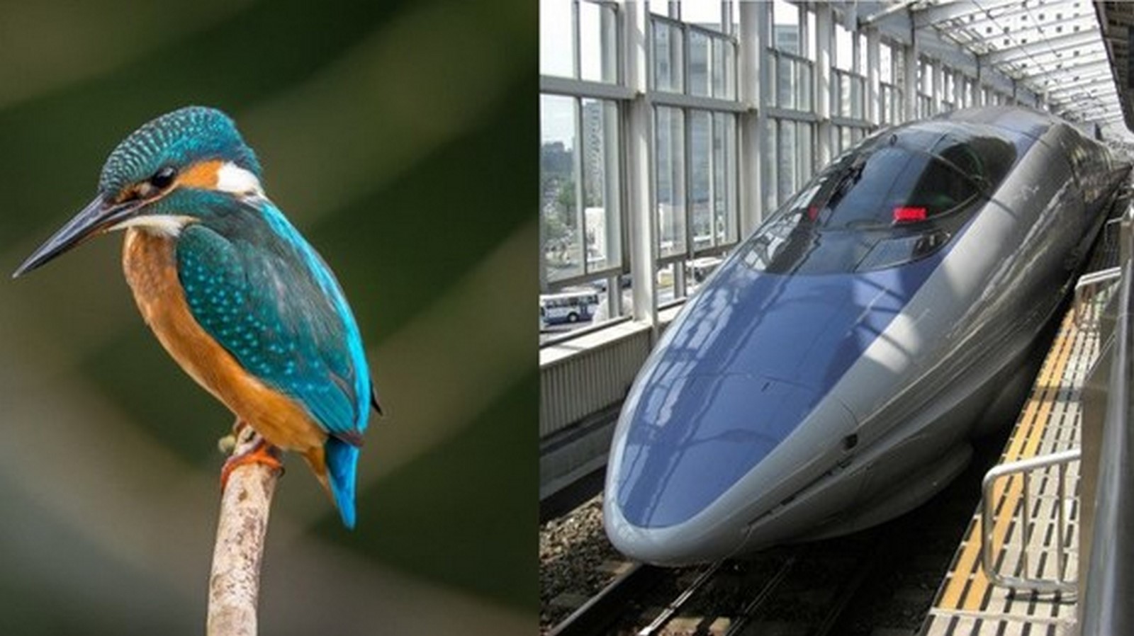 How is biomimicry different from biophilia? - Sheet4