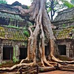 Ta Prohm Temple, Siem Reap, Cambodia - Sheet2