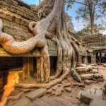Ta Prohm Temple, Siem Reap, Cambodia - Sheet3