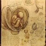 Book in Focus: The notebooks of Leonardo Vinci - Sheet3