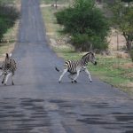 Sanctuaries for the preservation of wildlife in urban areas - Sheet1