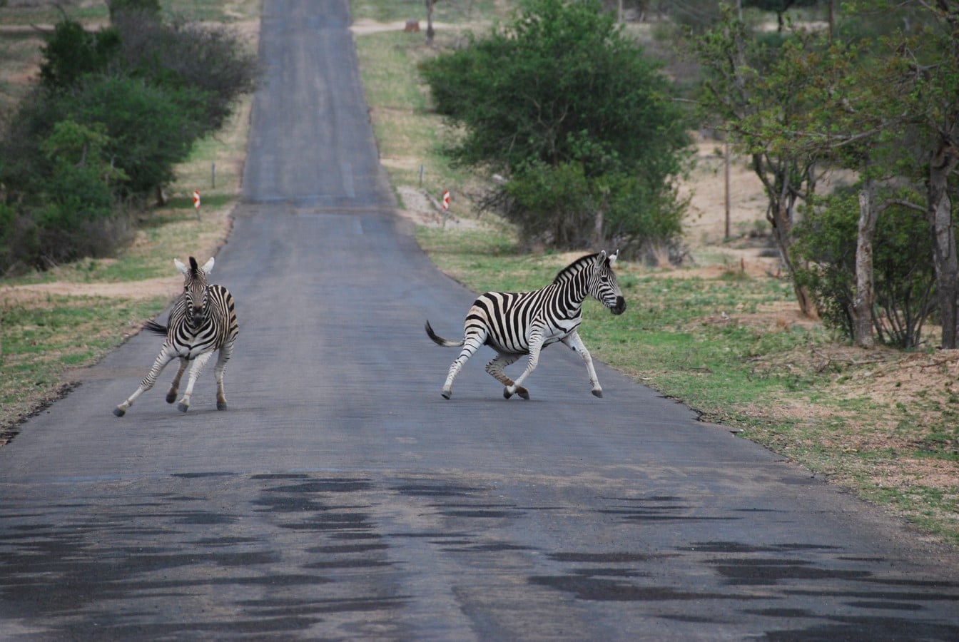 Sanctuaries for the preservation of wildlife in urban areas - Sheet1
