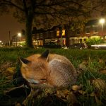 Sanctuaries for the preservation of wildlife in urban areas - Sheet2