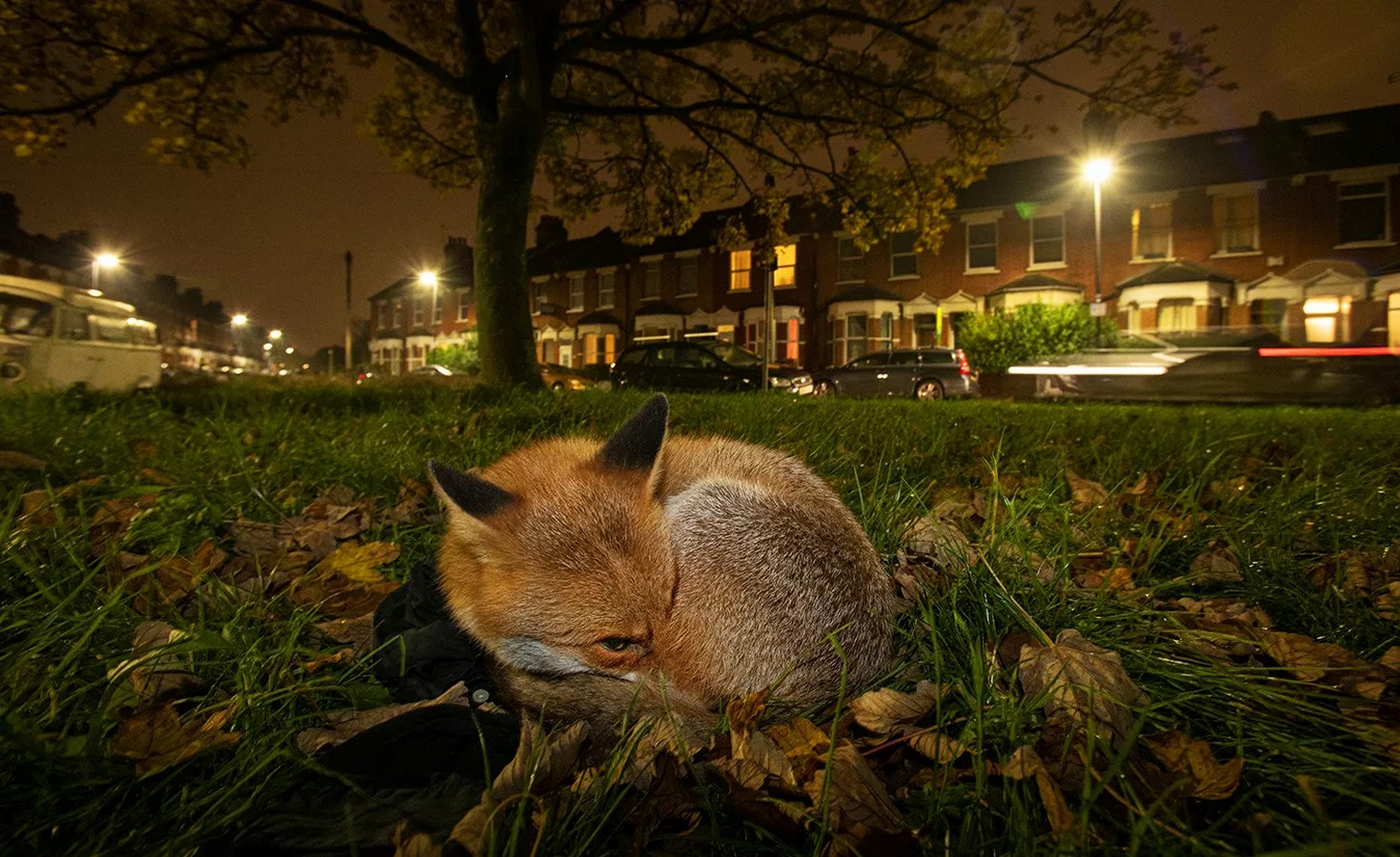 Sanctuaries for the preservation of wildlife in urban areas - Sheet2