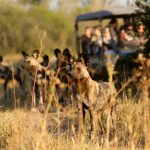 Sanctuaries for the preservation of wildlife in urban areas - Sheet4