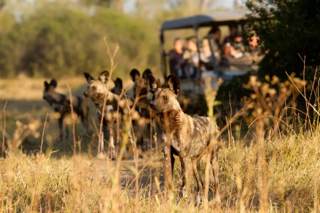 Sanctuaries for the preservation of wildlife in urban areas - Sheet4