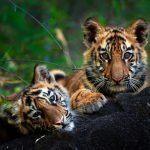 Sanctuaries for the preservation of wildlife in urban areas - Sheet6
