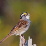 An overview of Bird-Friendly Architecture - Sheet1