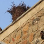 An overview of Bird-Friendly Architecture - Sheet2