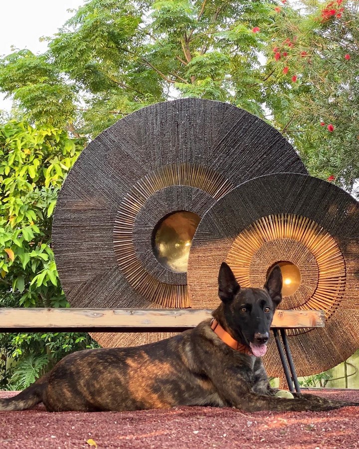 Pet Dog Posing_©©Instagram