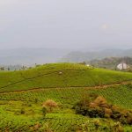 15 Places to visit in Munnar for Travelling Architect - Sheet10